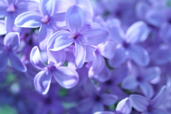 Pierwsze wiosenne liliowe pozdrowienia