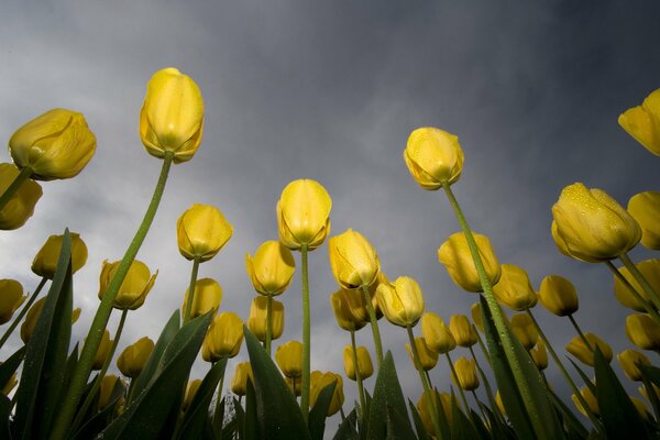 Tulipany ciągną się w górę ku szaremu niebu