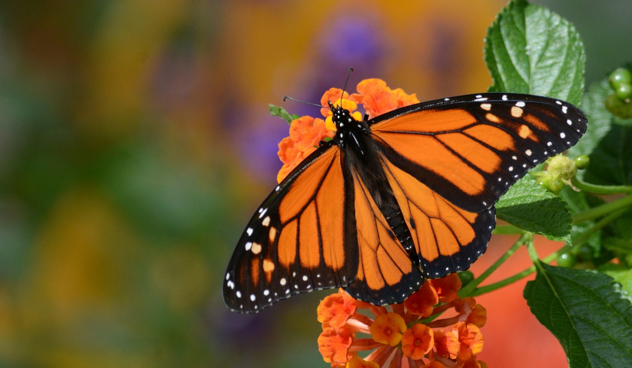 danaida monarch monarch motyl kwiat makro