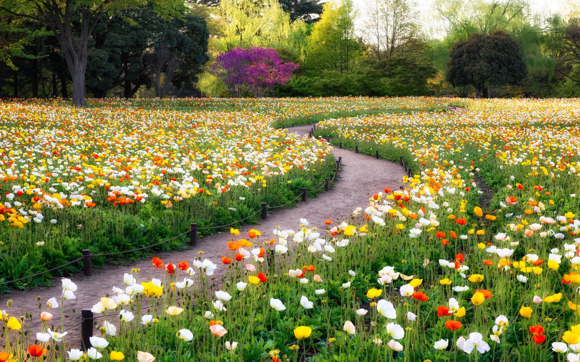 kwiaty park natura lato