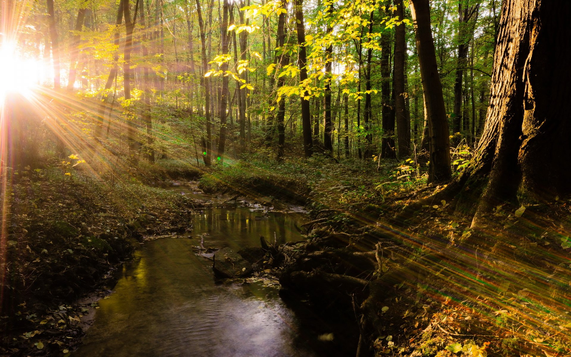 las drzewa światło natura