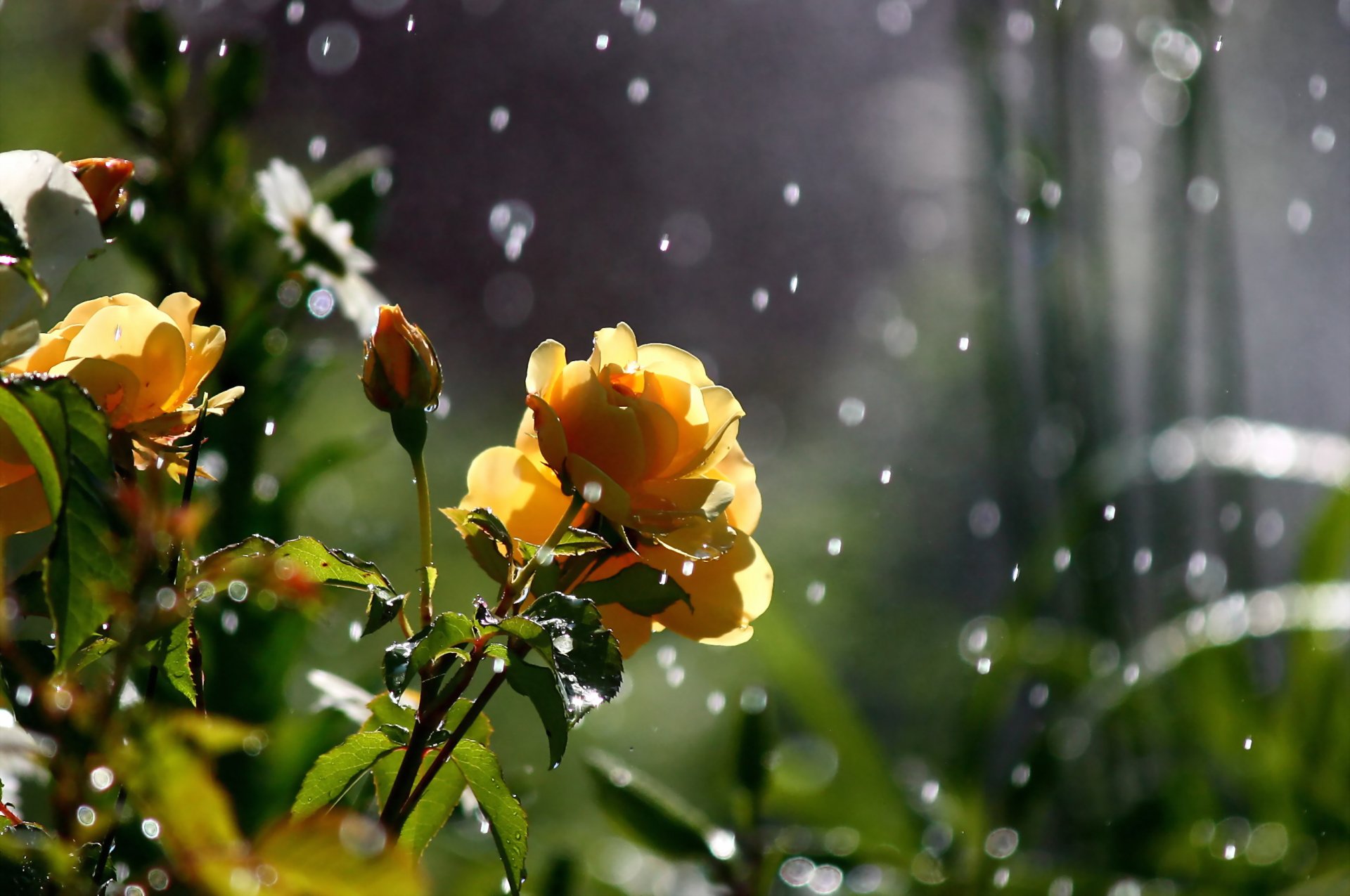 kwiaty róże natura bokeh zieleń makro