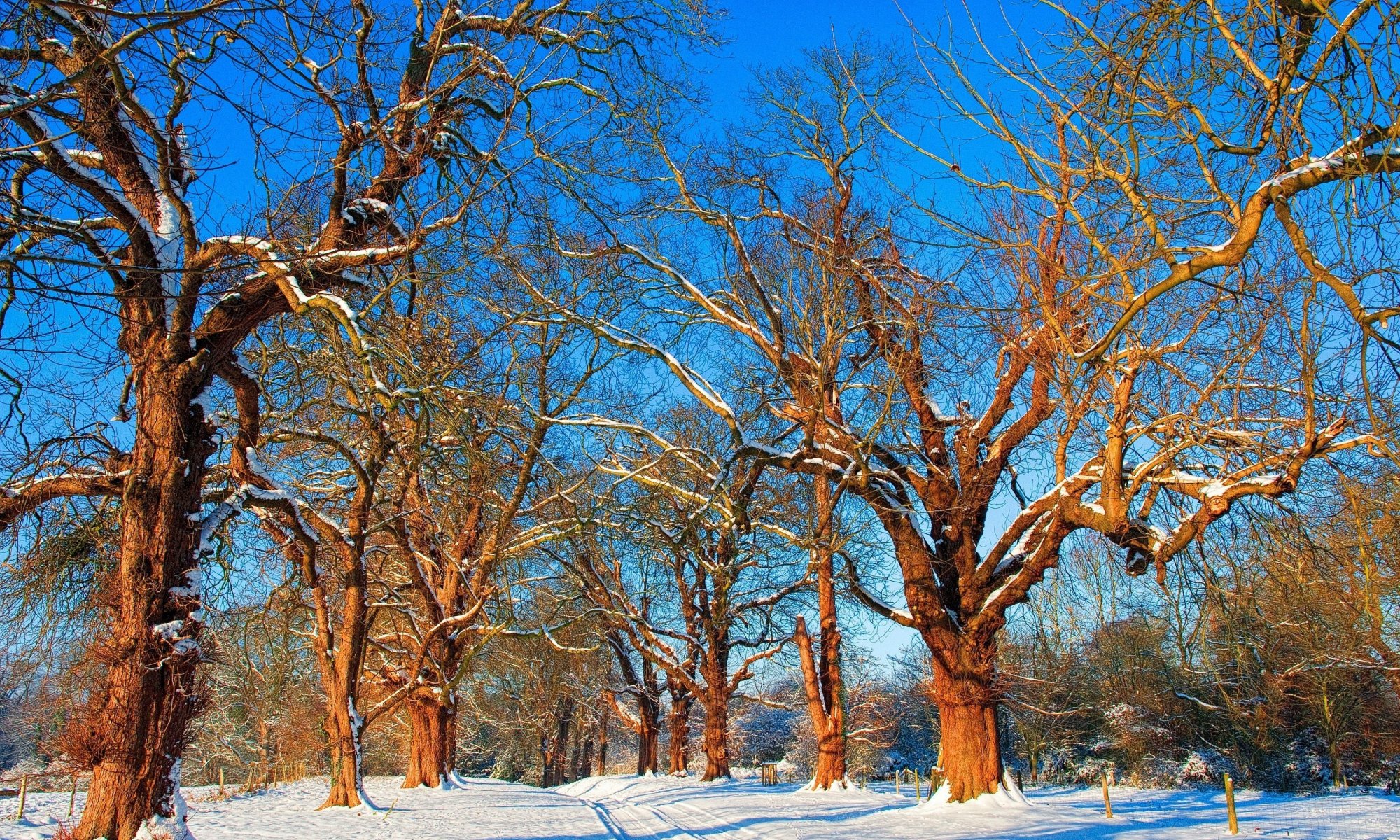 natura drzewa gałęzie. śnieg zima
