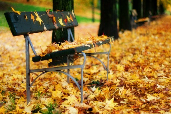 Ławka w liściach. Autumn park