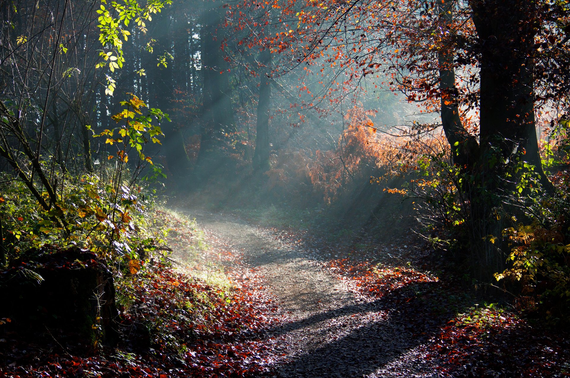natura jesień drzewa poranek światło promienie
