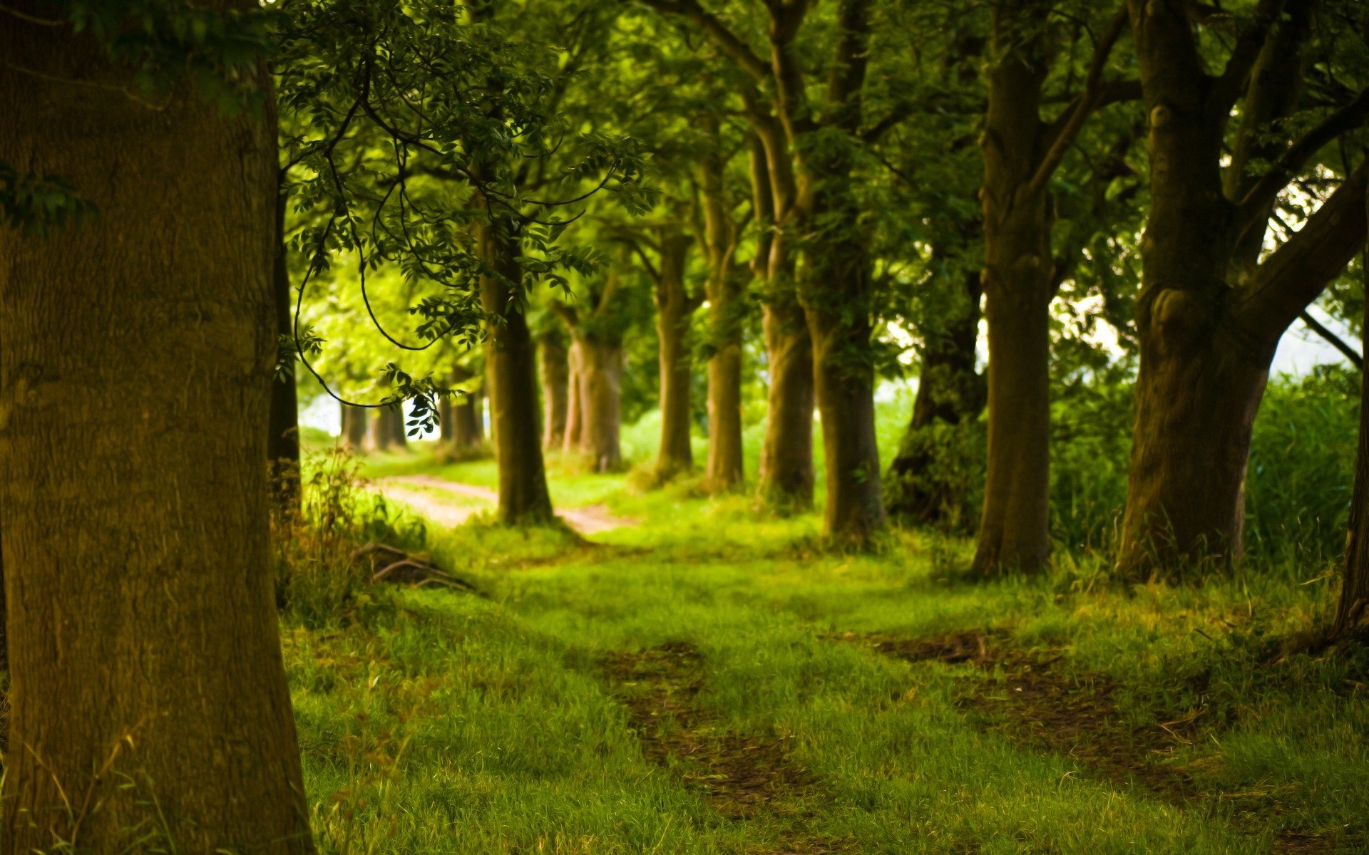 las ścieżka drzewa pień natura
