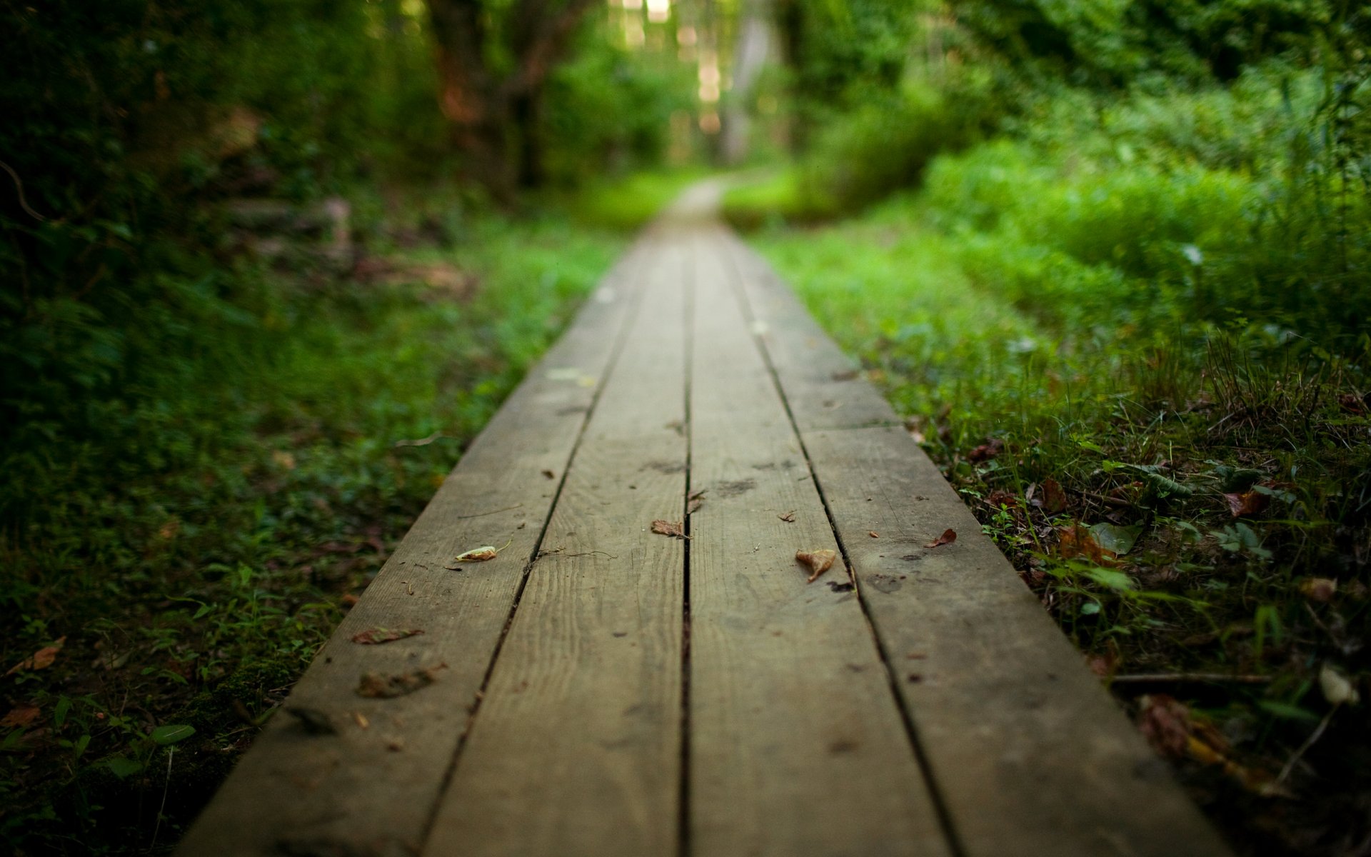 natura krajobraz deski drewno ścieżka ścieżka ścieżka park las krzewy drzewa