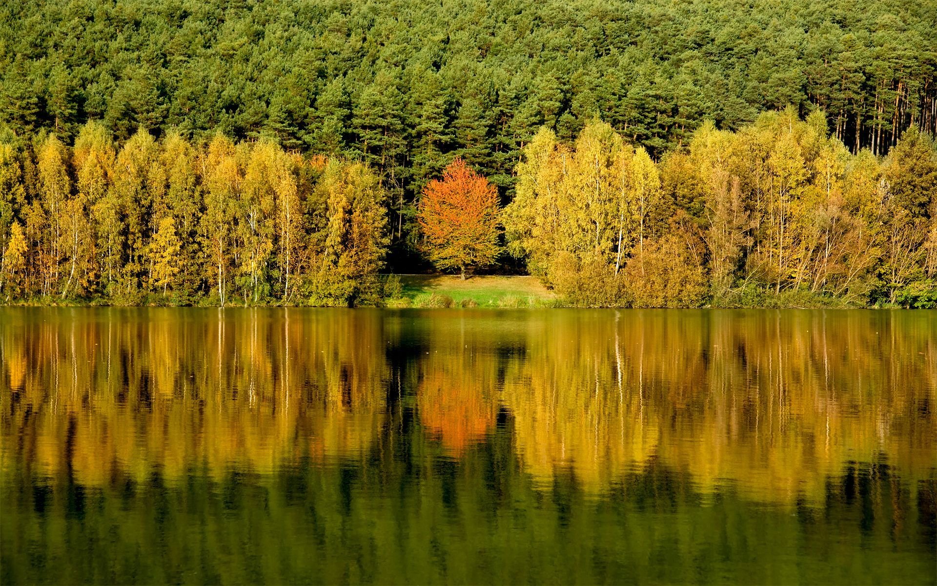 лес деревья вода отражение