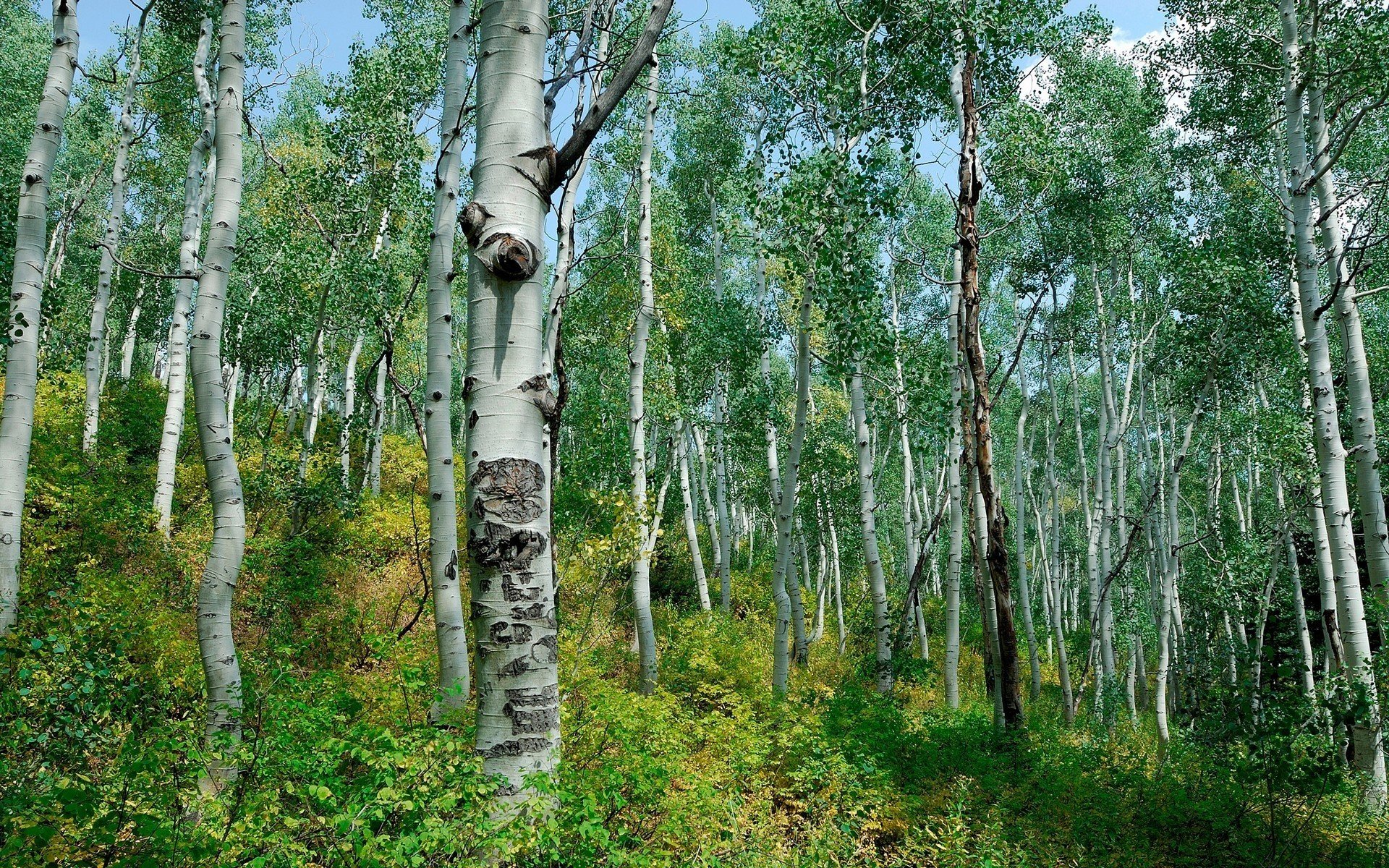 лес березы кусты