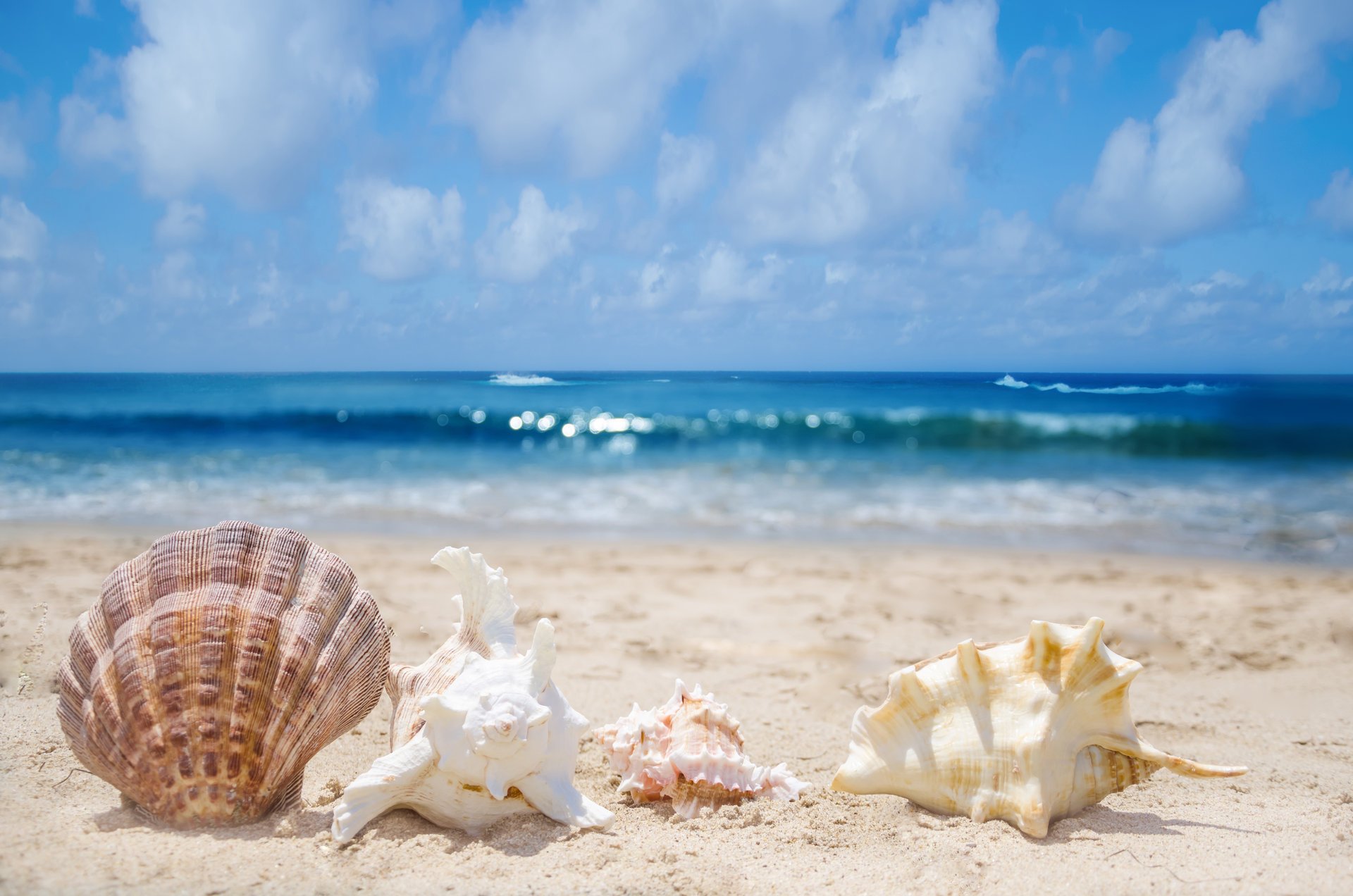 ракушки раковины прибой море песок