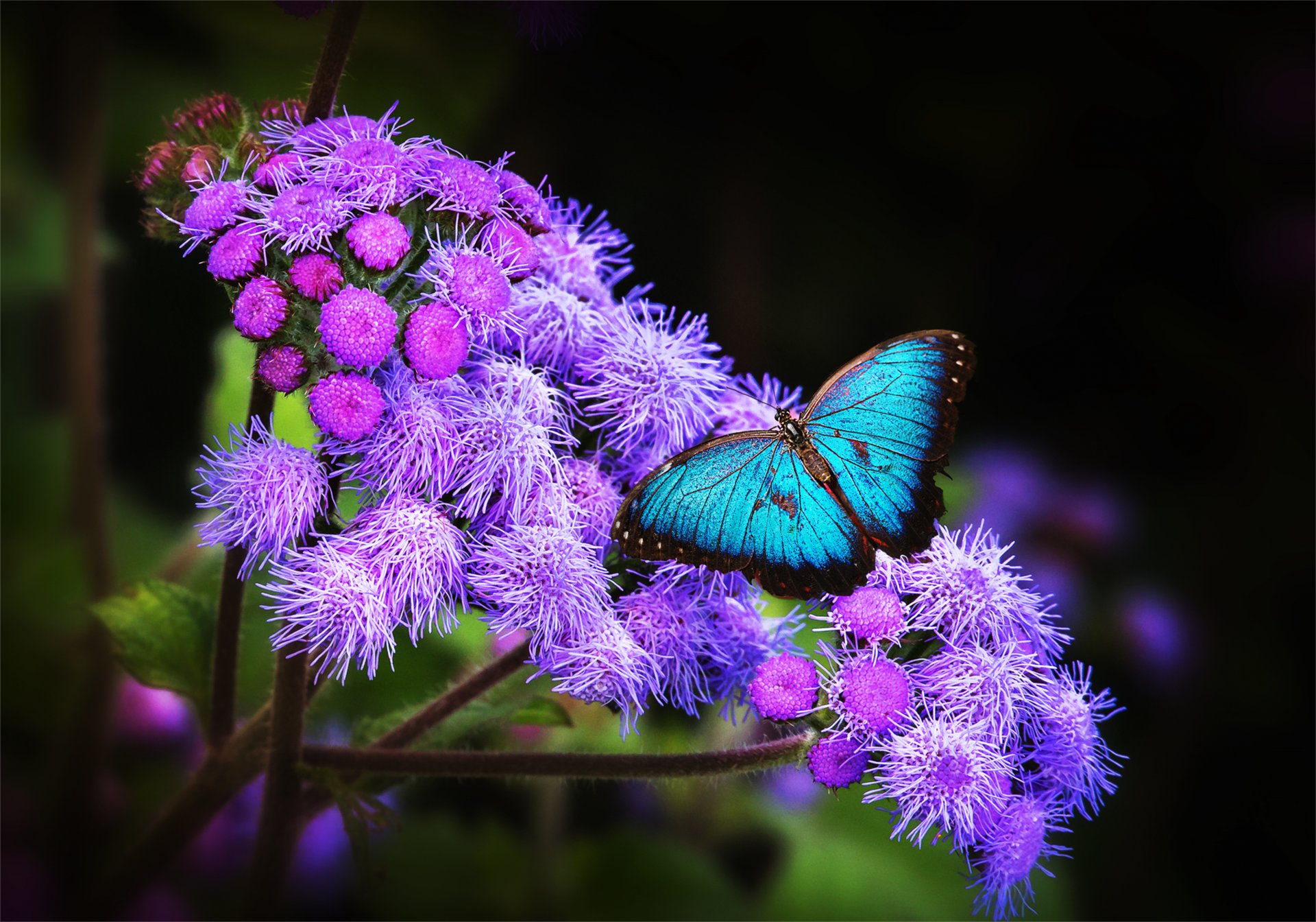 цветок обои бабочка крылья экзотика тропики