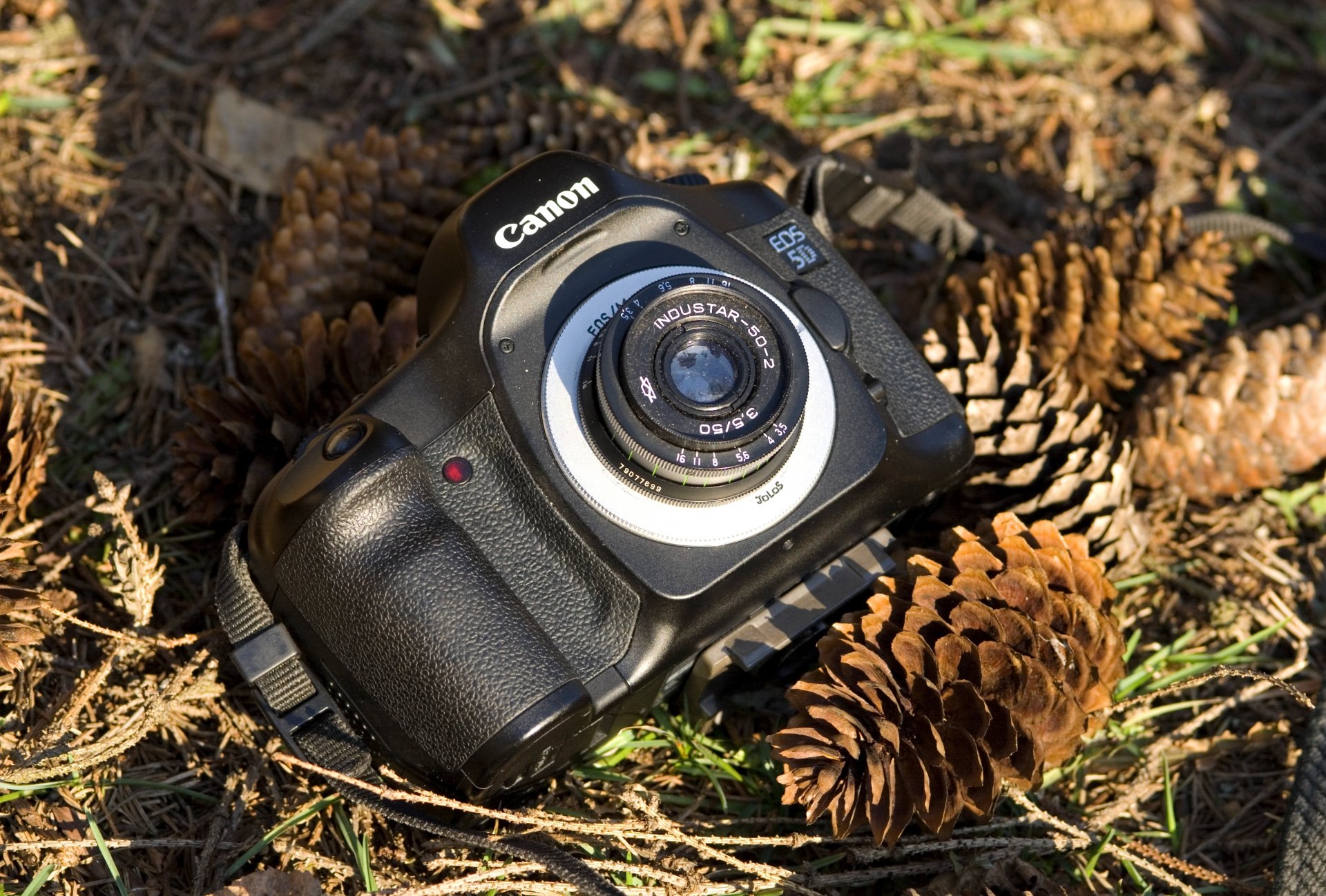 фотоаппарат canon шишки фон размытость