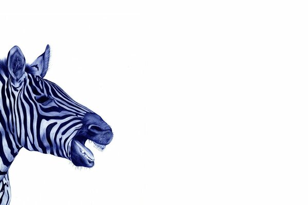 Zebra czkawka na białym tle