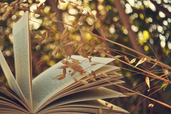 Открытая книга с белыми страницами н траве
