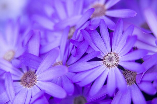Kwiaty liliowy Makro Natura