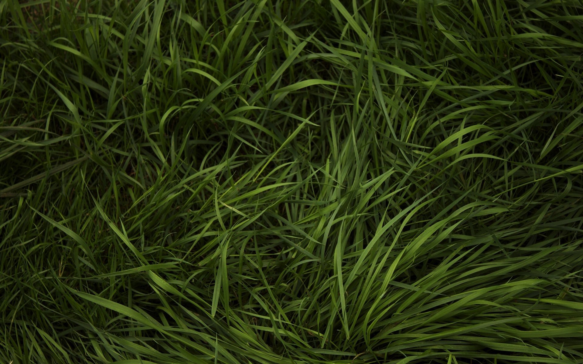 трава зелень травка