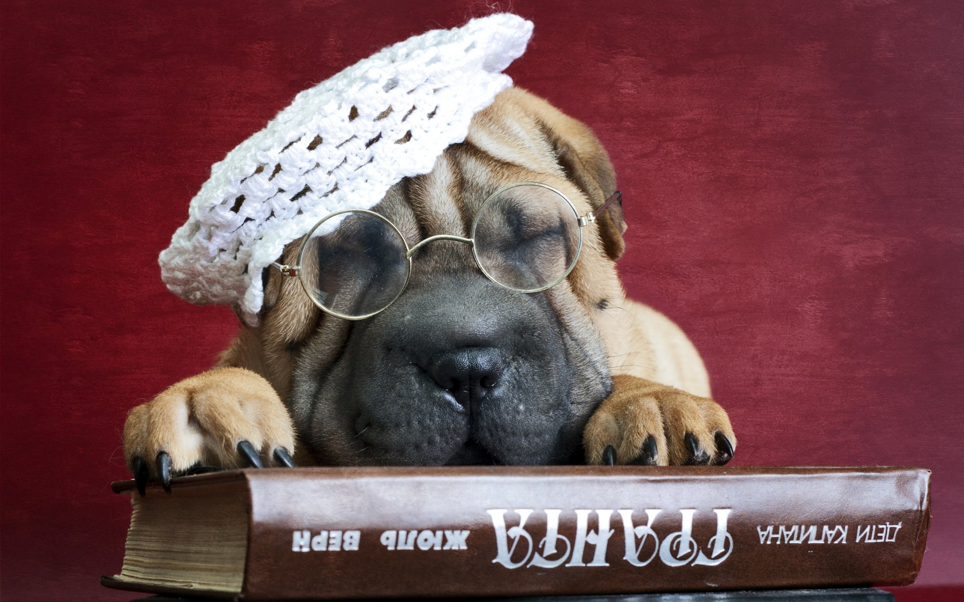 sharpei pies przyjaciel książka okulary