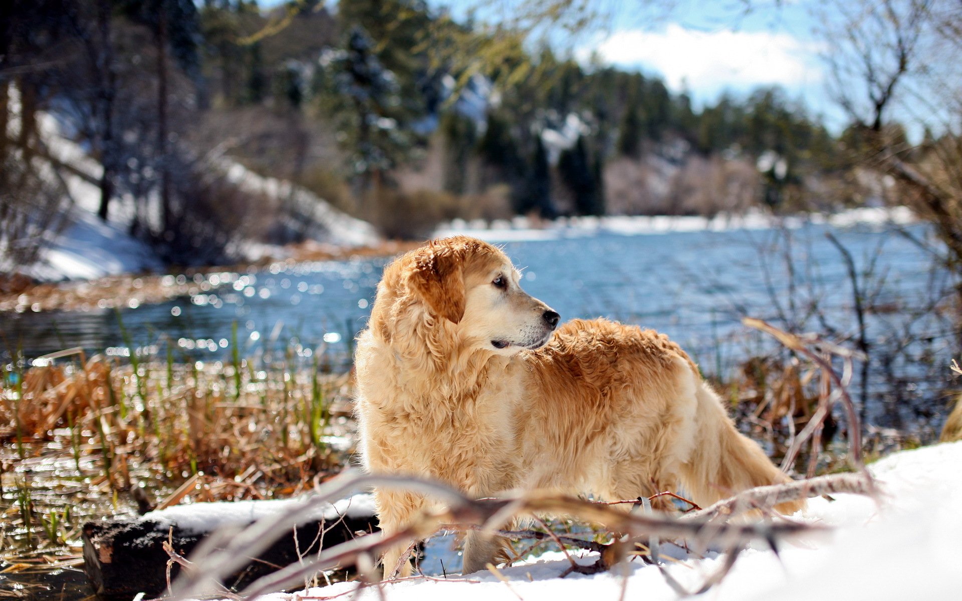 pies retriever natura