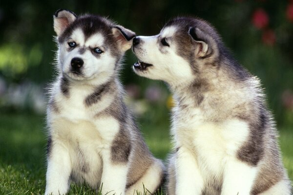 Dwa Śliczne szczeniaczki Husky