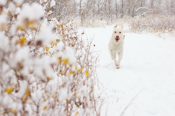 Зима снег собака природа