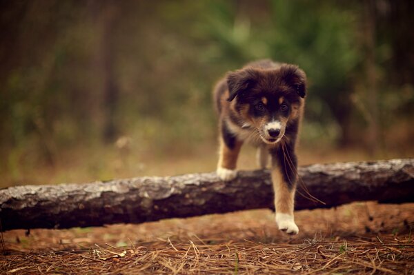 Ridley Puppy NA SPACERZE W lesie