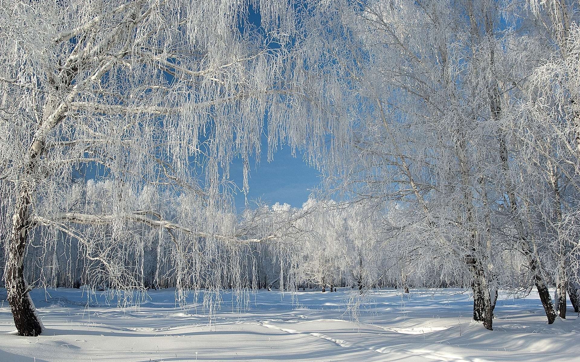 zima śnieg szron las