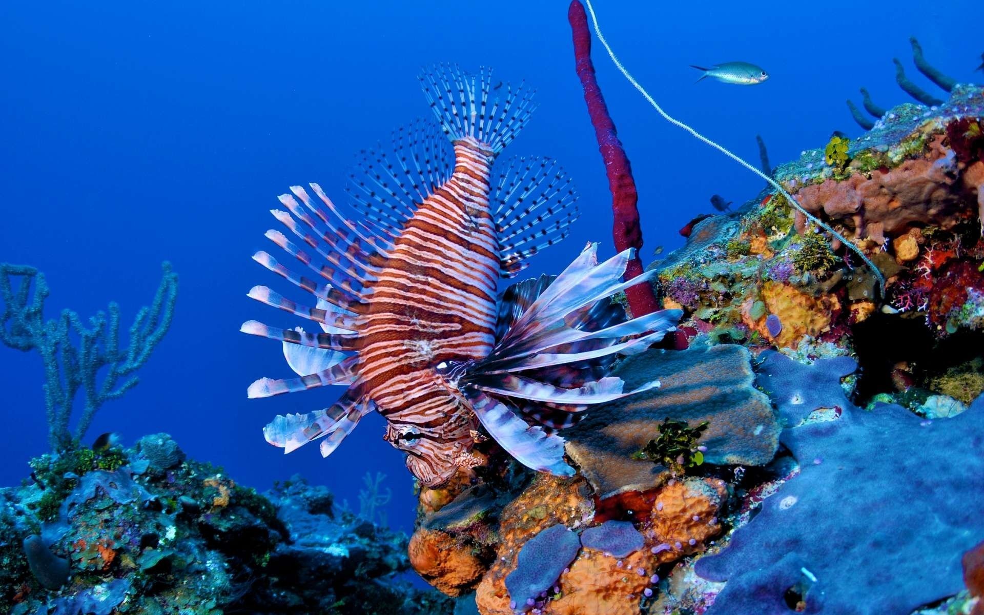 rafa ryba lionfish lionfish koral
