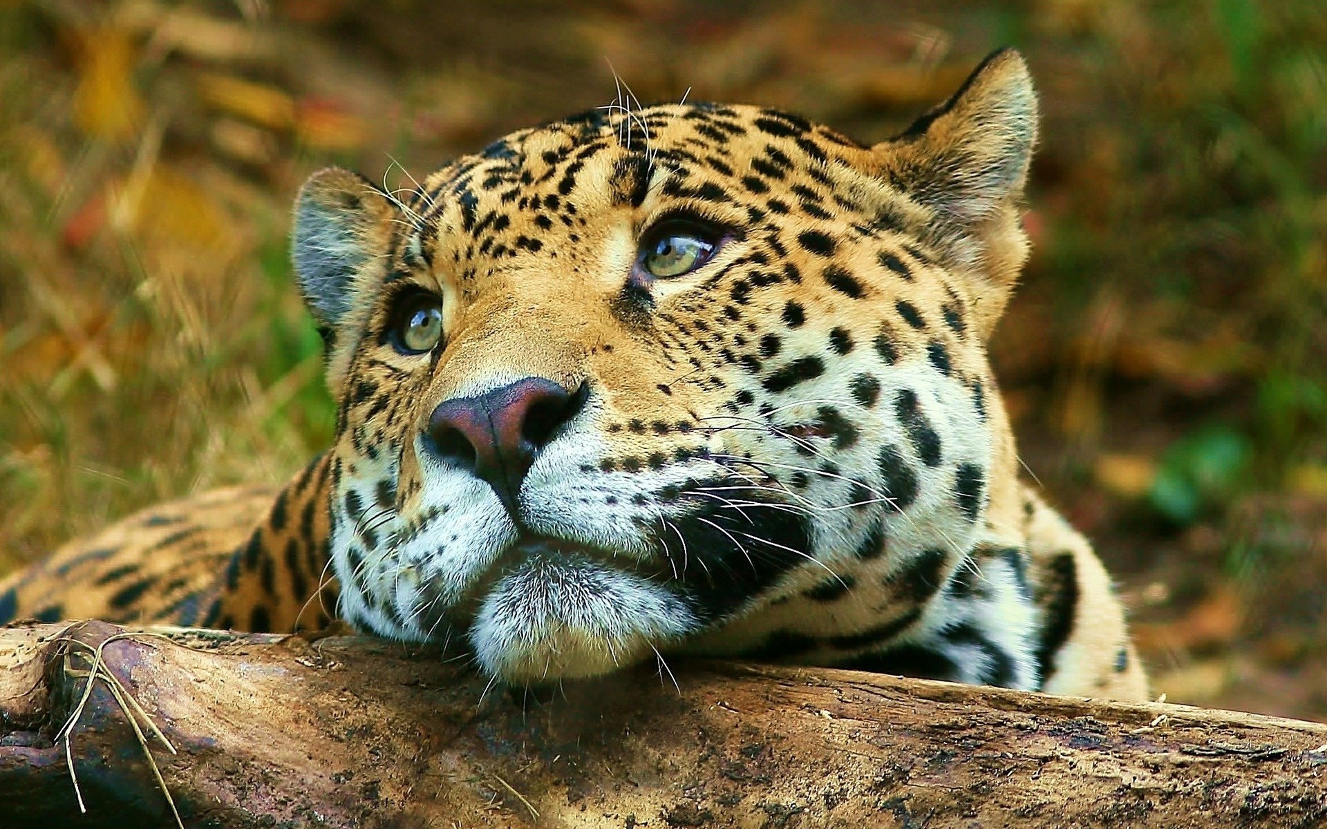 леопард большая кошка животные саванна задумчивость мордочка