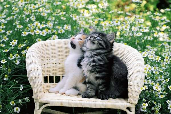 Котята на кресле на ромашковом фоне