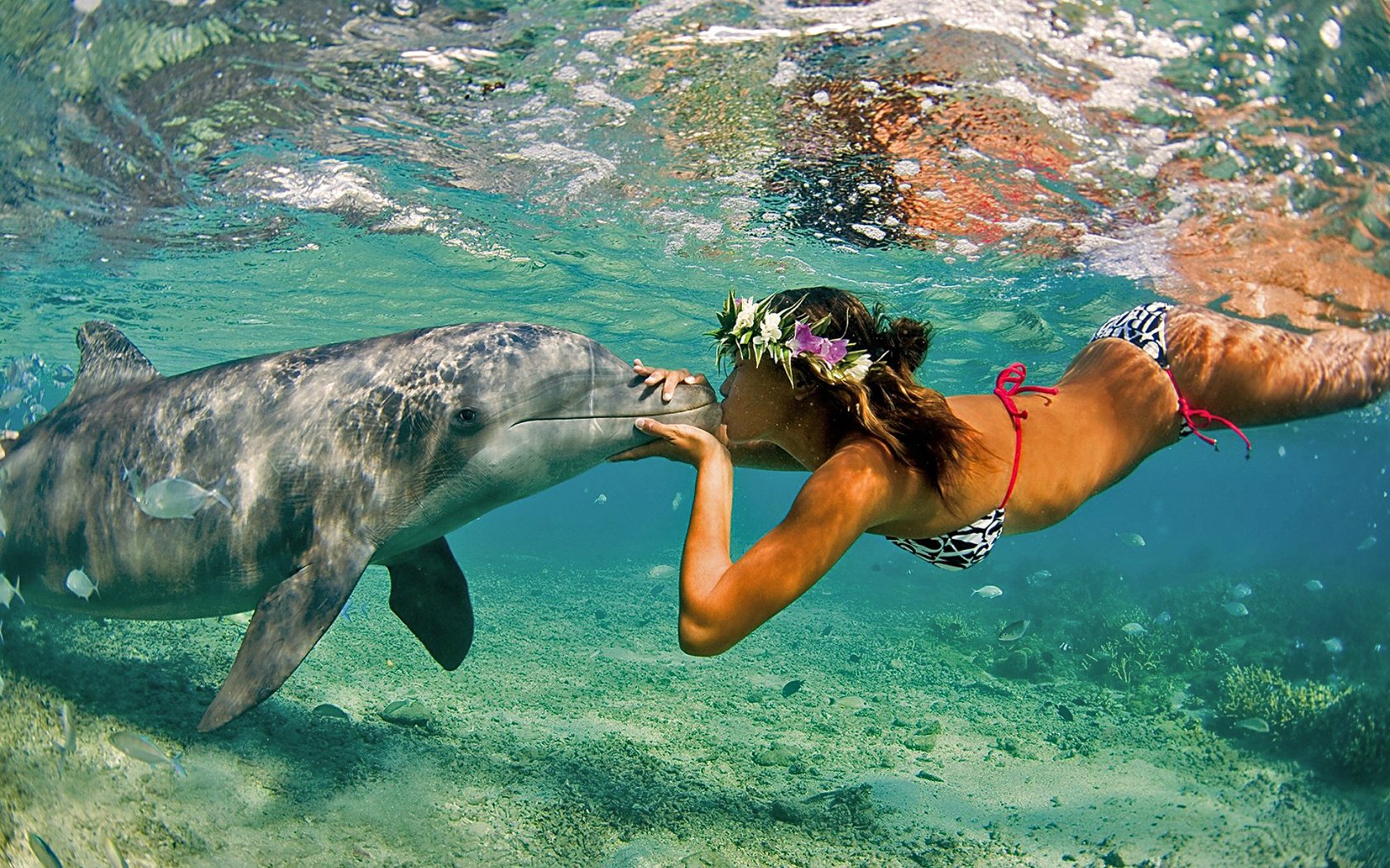 дельфин море природа девушка океан