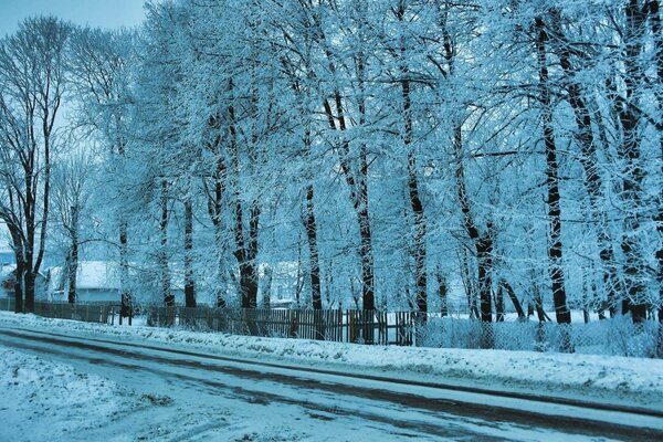 Придорожные деревья, окутанные зимней пеленой