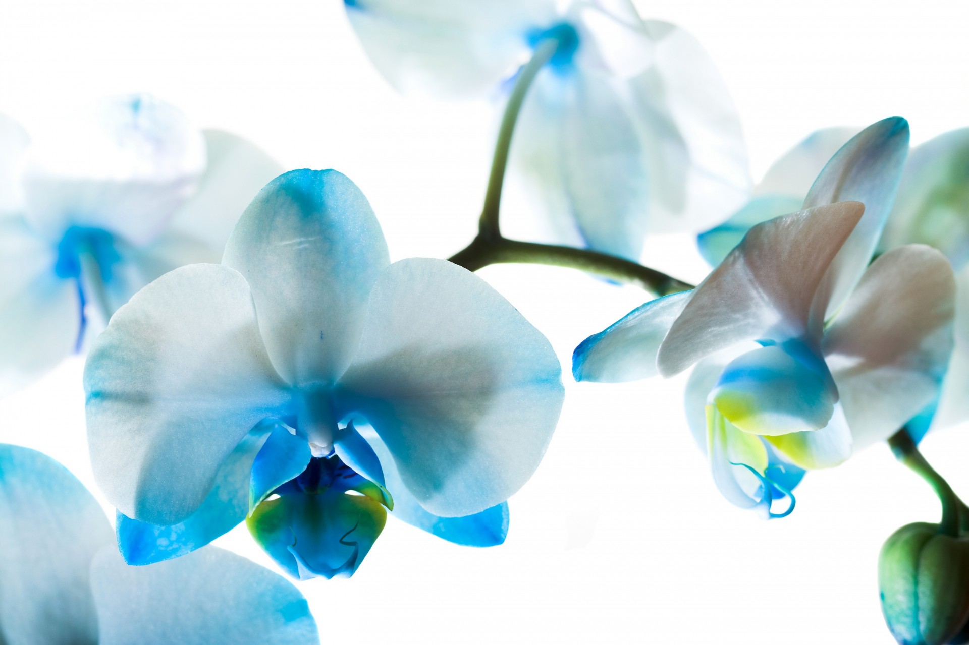фаленопсис голубые цветы орхидеи