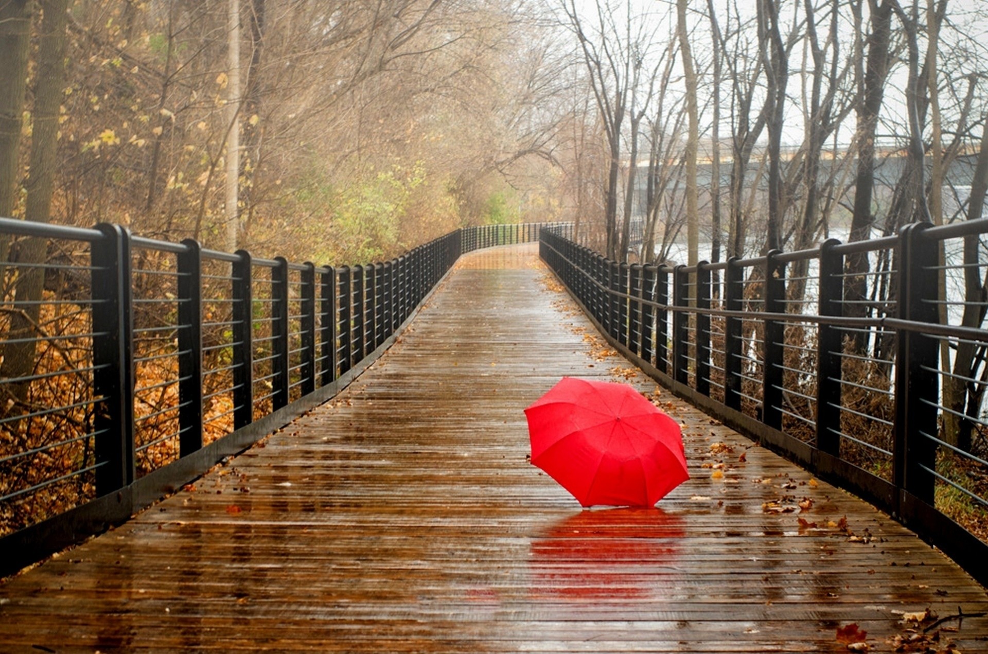 liść natura palmy las deszcz spacer jesień park parasol