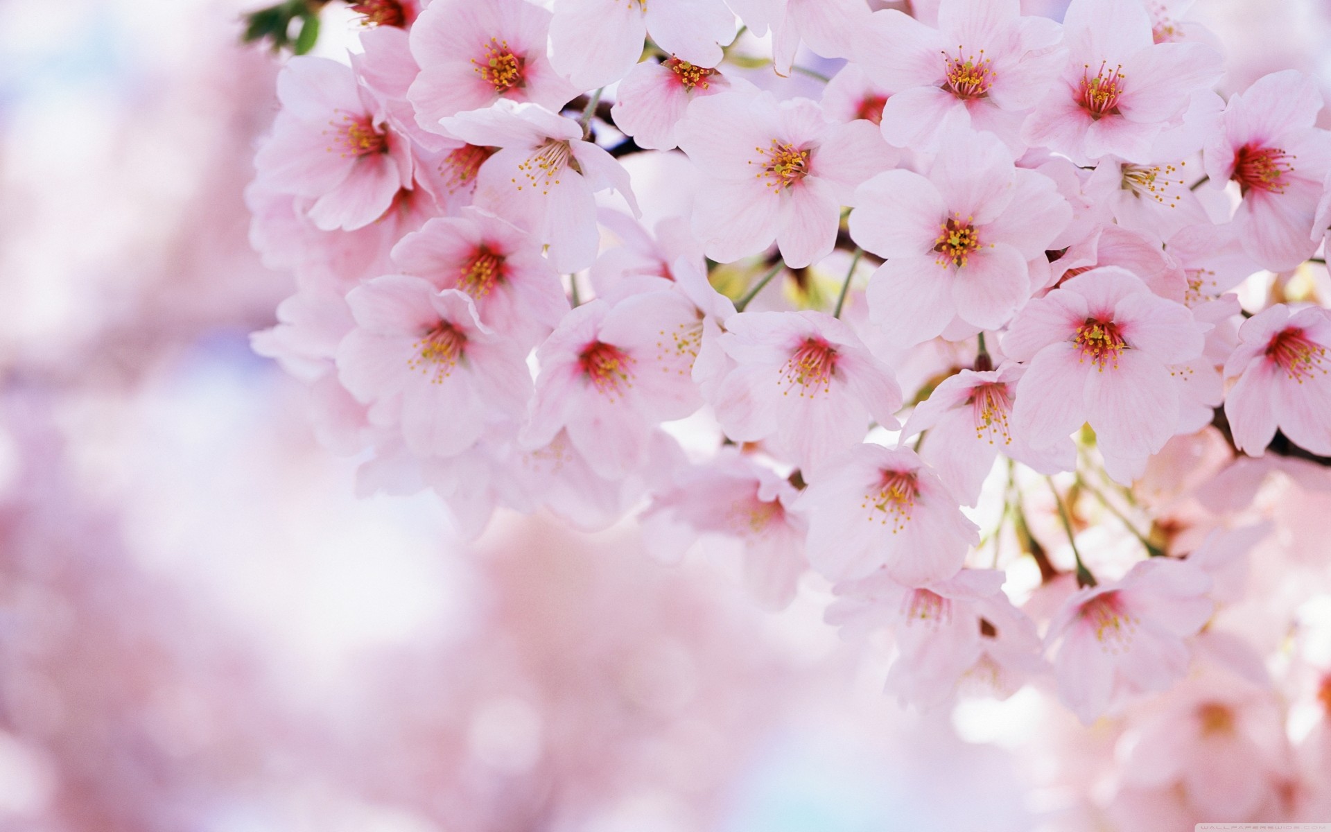 wiosna kwiaty sakura