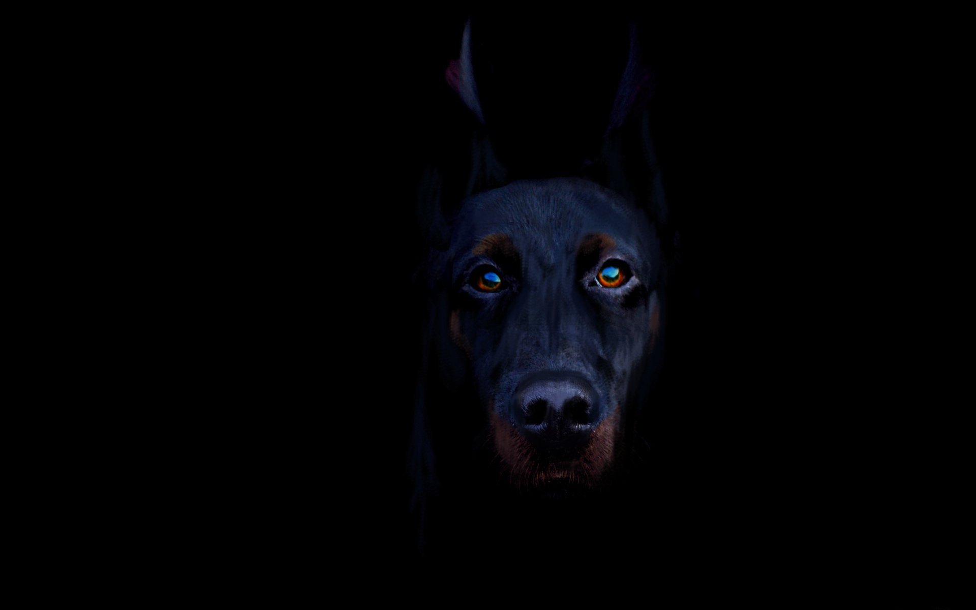 черно-подпалый доберман собака пес черный фон взгляд порода животное