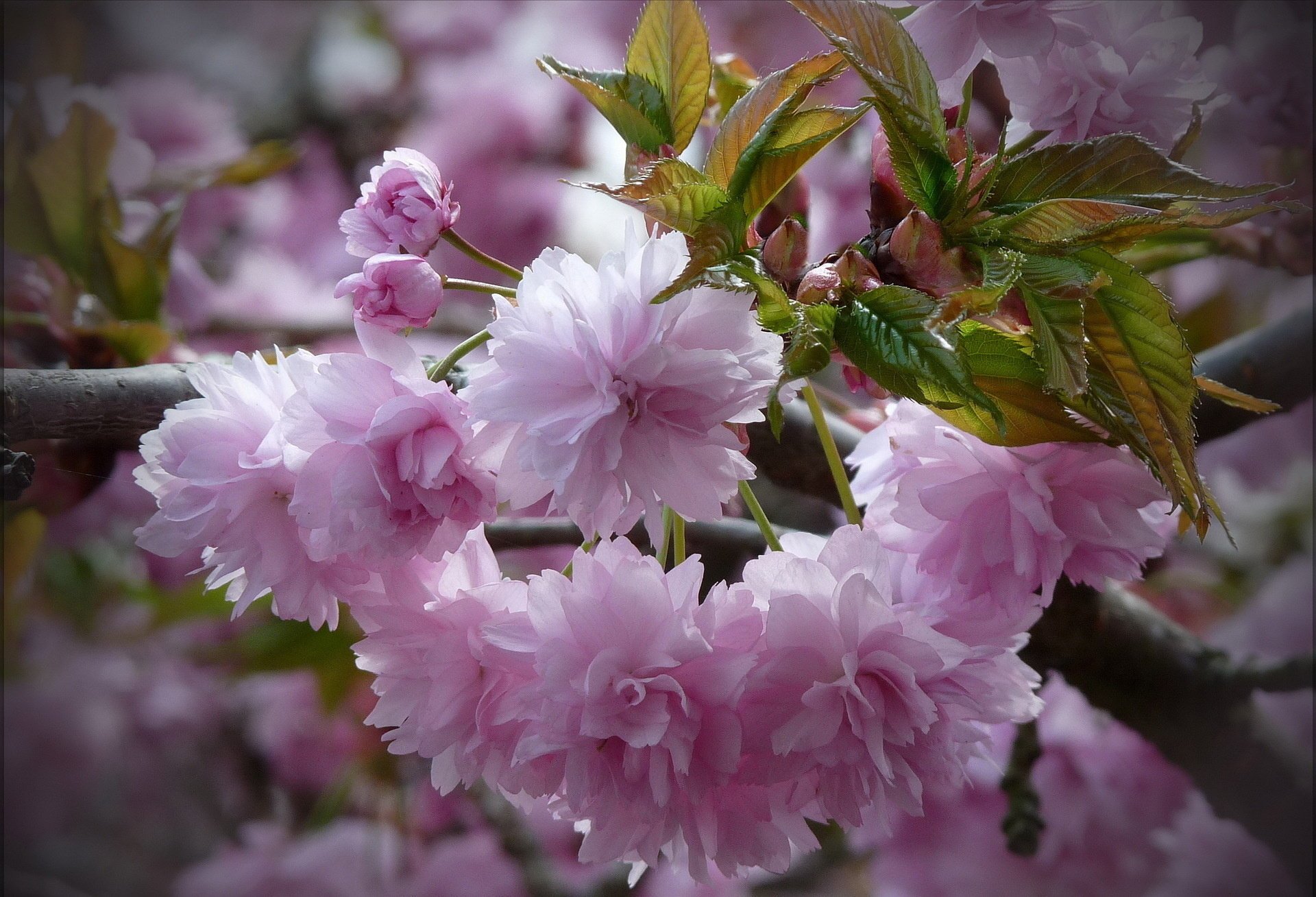 kwiaty gałąź tło sakura liście różowe