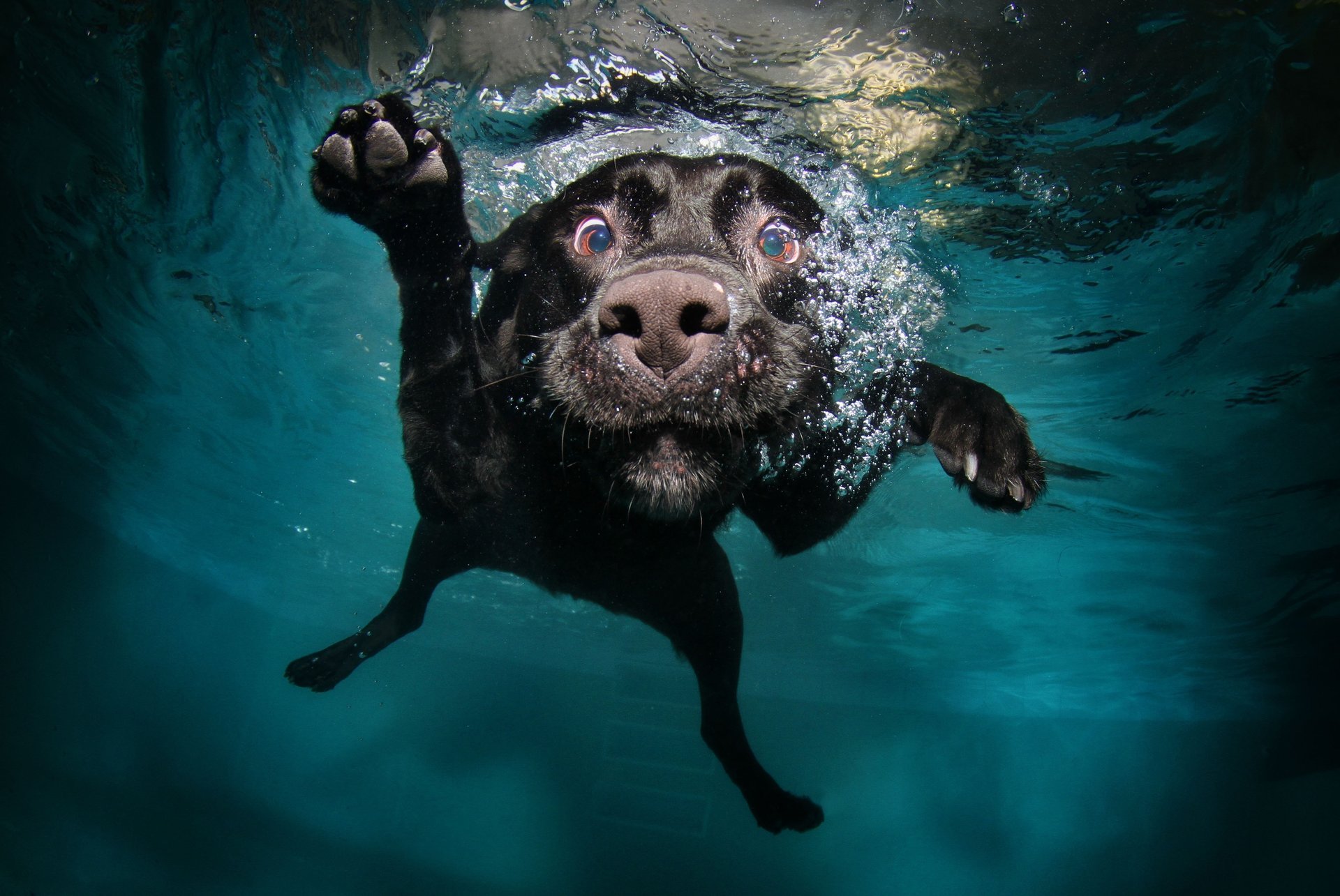 собака черная лапы в воде вода морда плавает