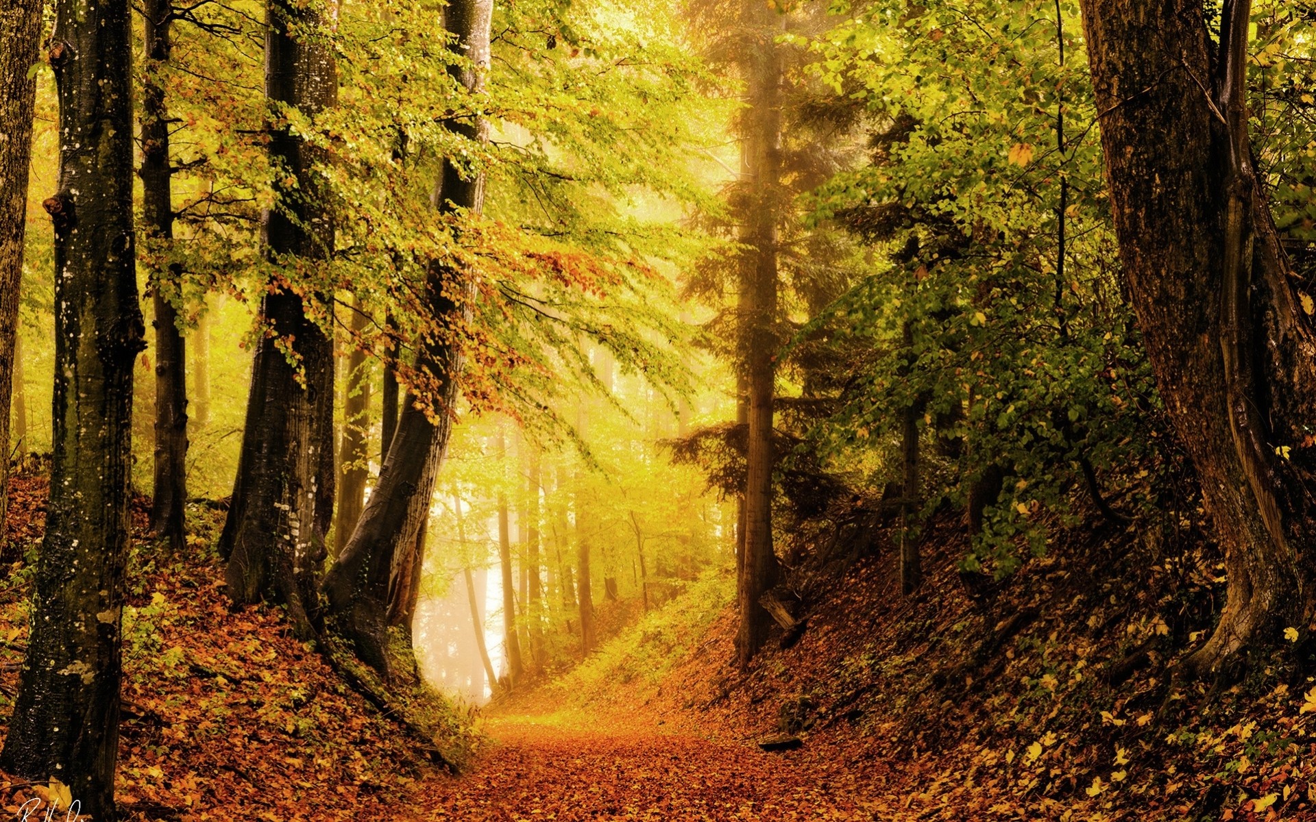 jesień liście las jasność natura
