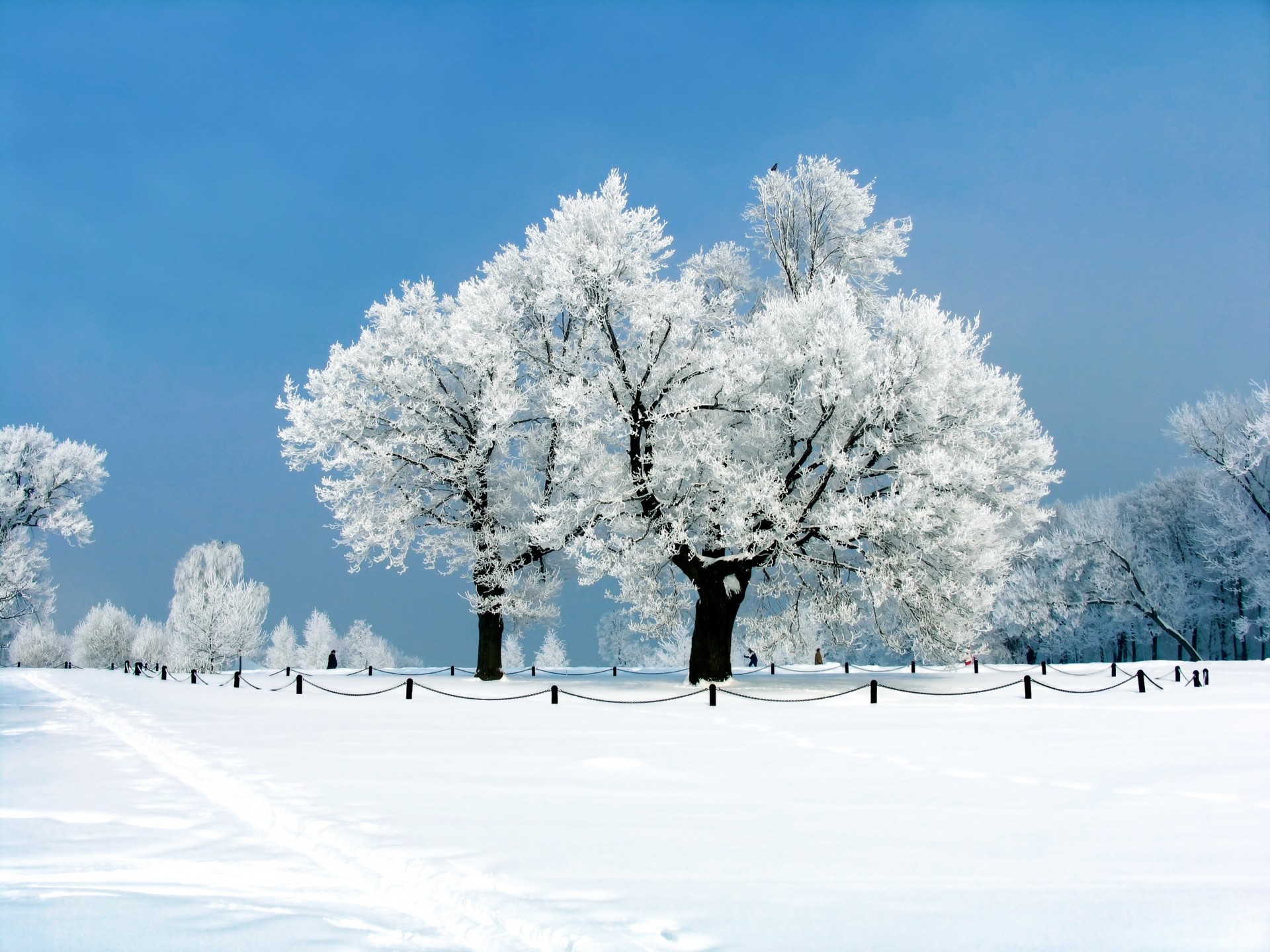 krajobraz drzewa śnieg zima park
