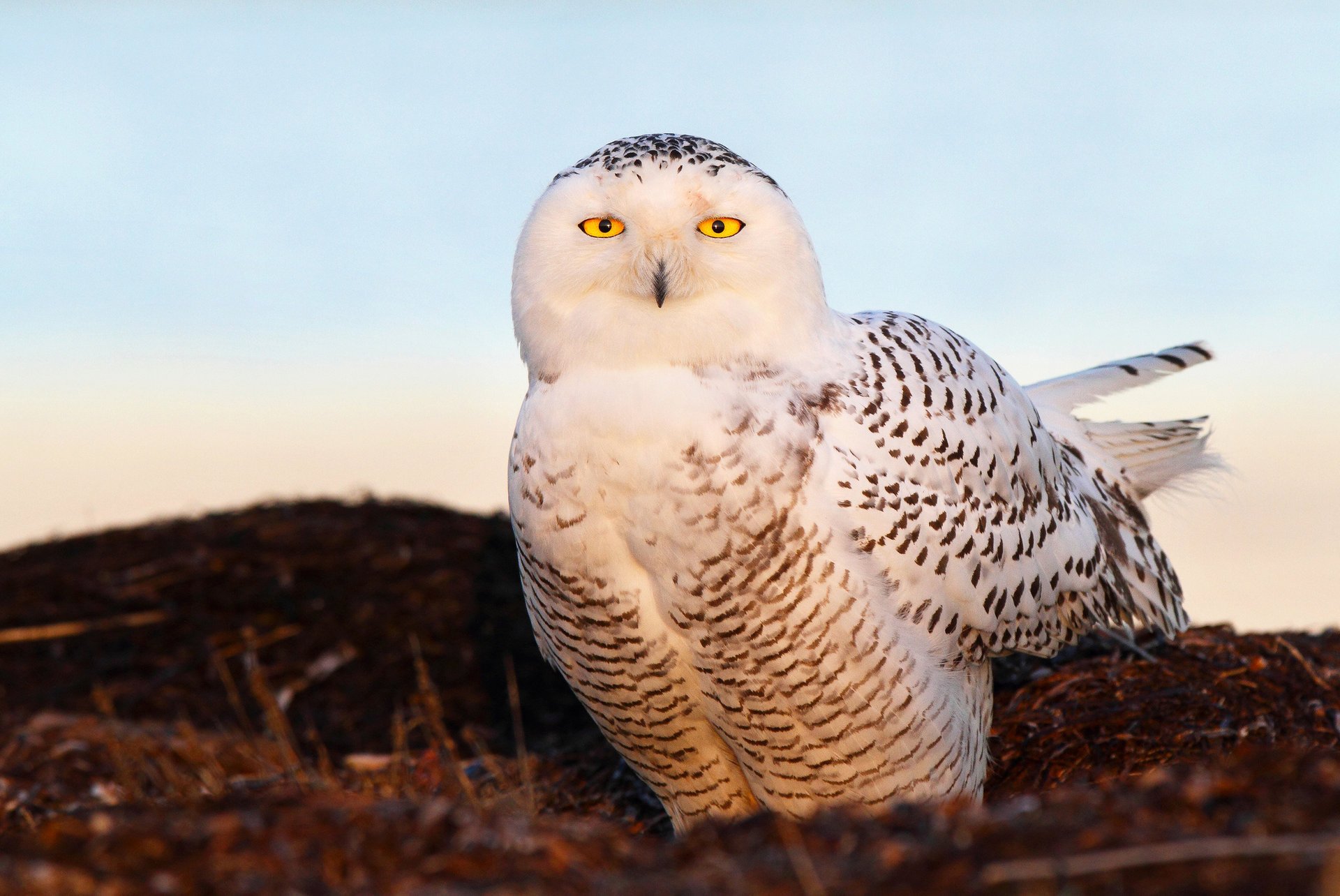 now owl птица снежная сова глаза свет