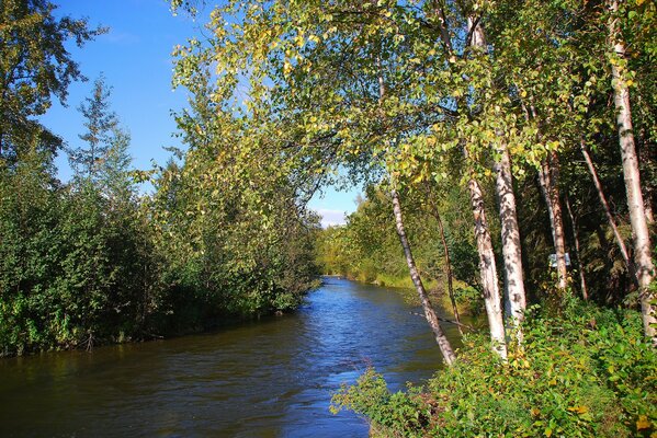 Река в лесу среди берёз