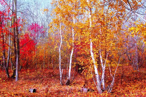 Пейзаж осеннего леса с листьями