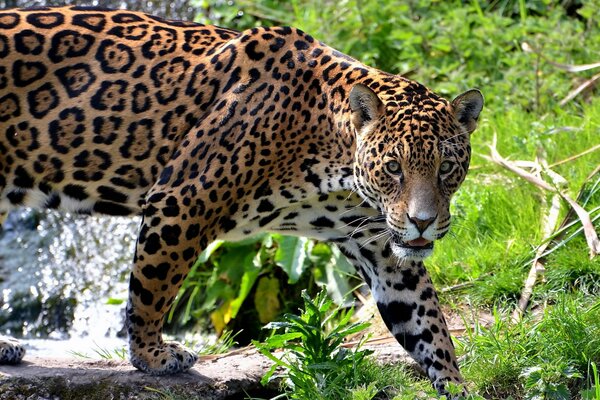Jaguar idzie przez las i patrzy