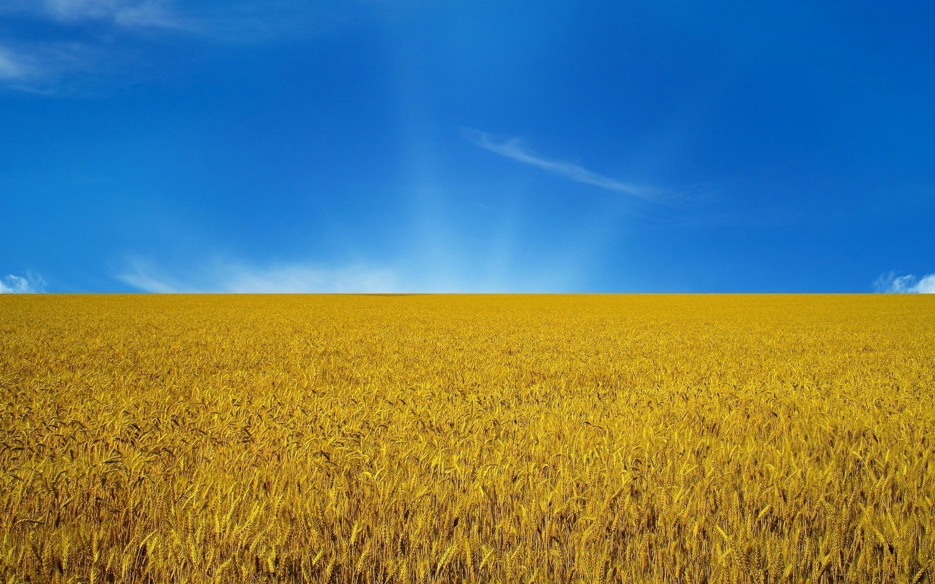 ukraina flaga ukrainy niebiesko-żółty flagi kłosy niebo pole zachód słońca