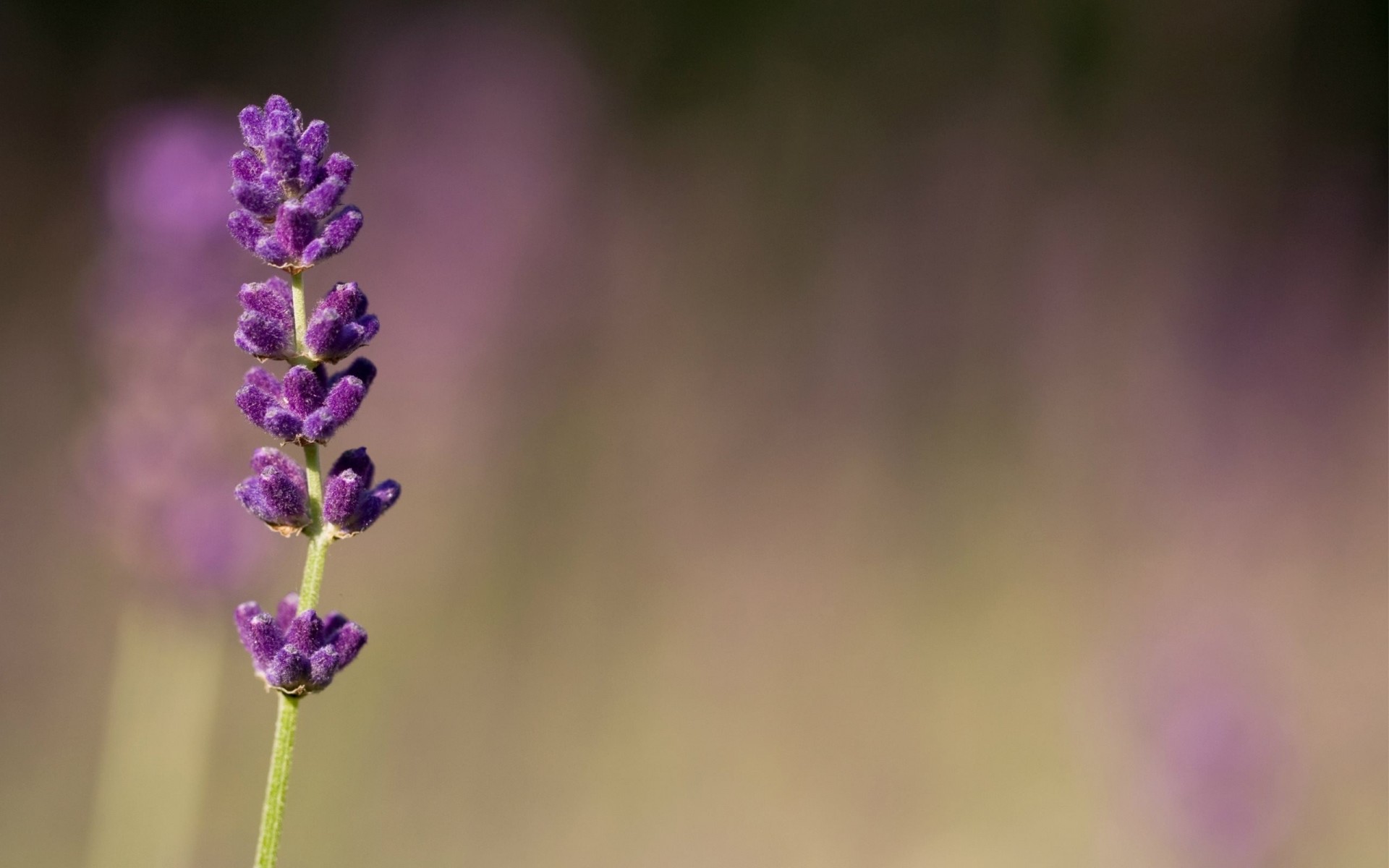 liliowy rozmycie fioletowy makro kwiaty rozmycie liliowy fioletowy