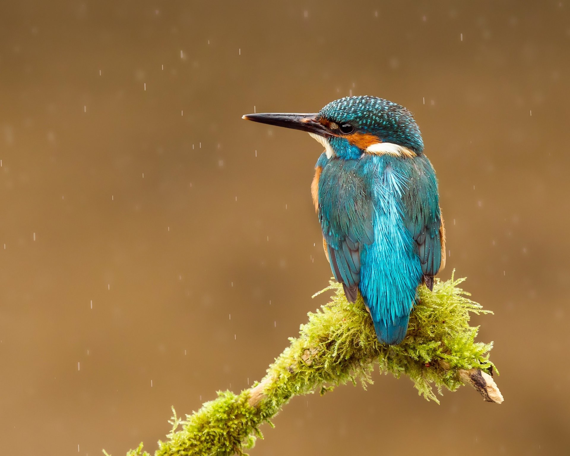 птица alcedo atthis kingfisher капли обыкновенный зимородок