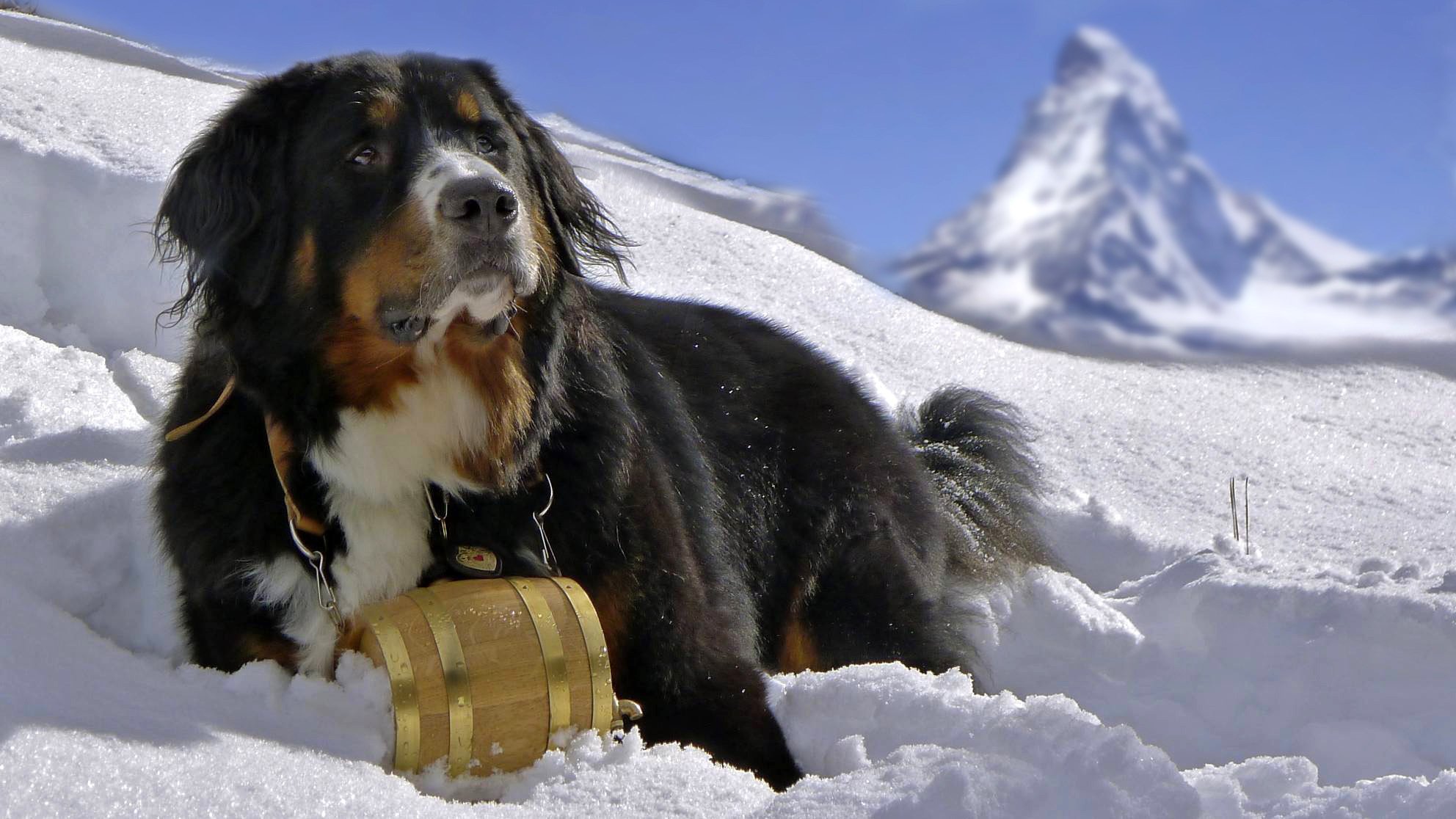 berner sennenhund berneński pies pasterski pies śnieg pies góry