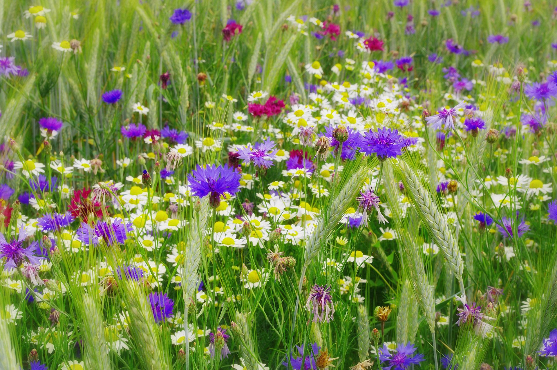 природа лето полевые цветы васильки ромашки колоски