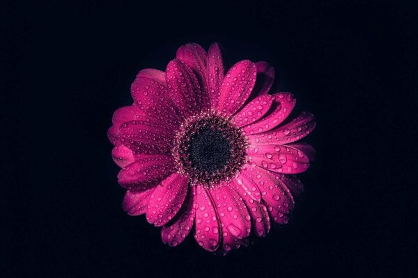 Rosa na różowym kwiatku na czarnym tle