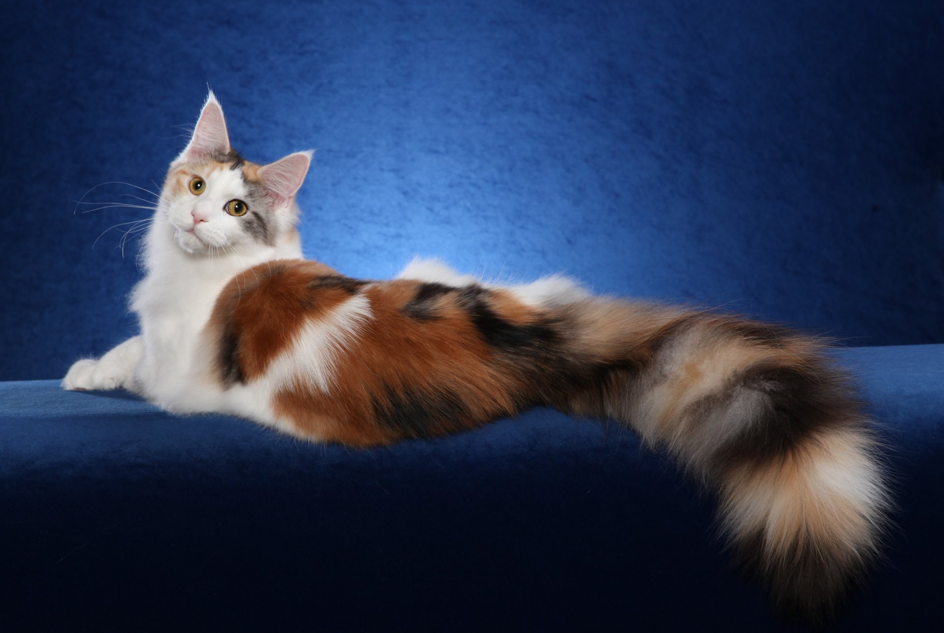 maine coon kot tło tapety kot maine coon kot